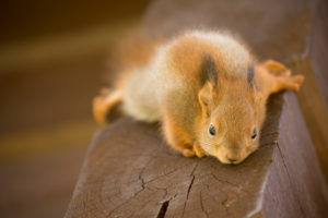 Close-up of Eurasian red squirrel cub, Sciurus vulgaris Close-up of Eurasian red squirrel cub, Sciurus vulgaris
